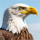 The Eagle Eye logo